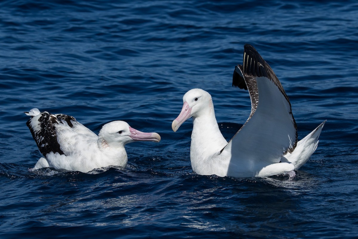 Antipodean Albatross (Gibson's) - ML642006071