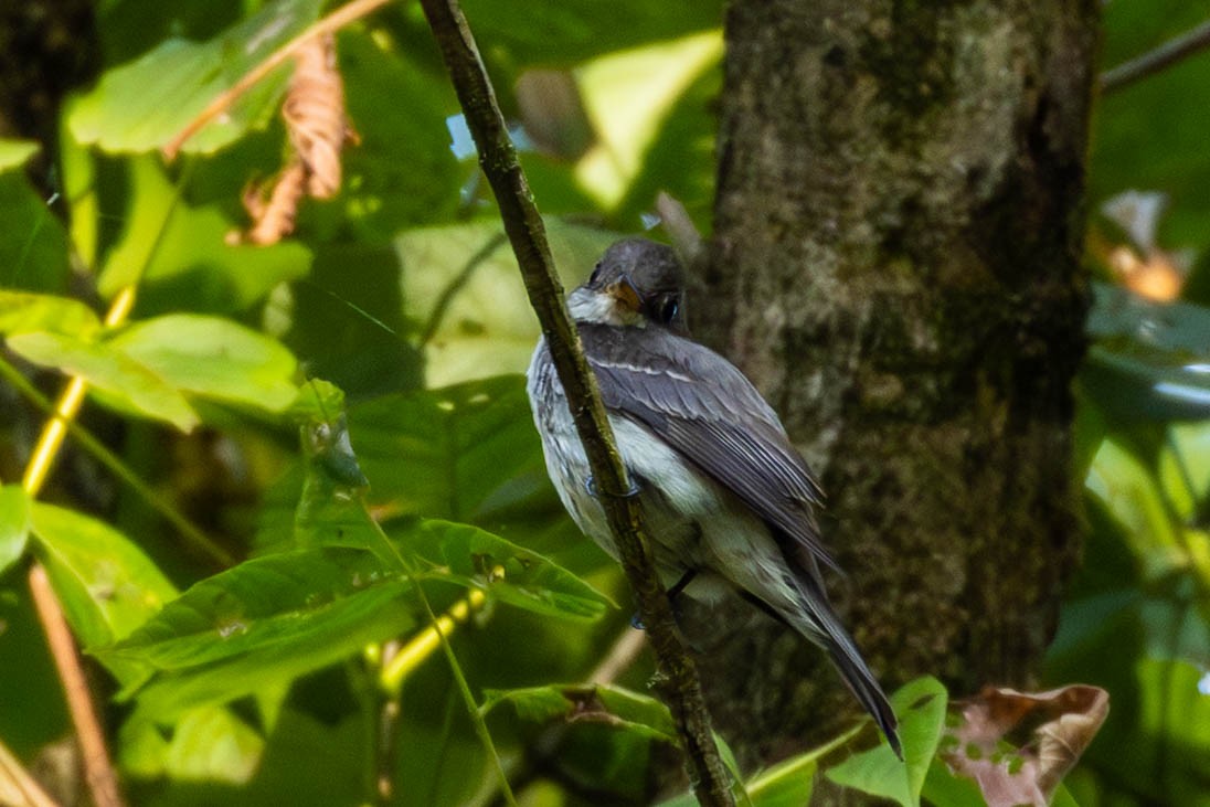Eastern Wood-Pewee - ML642006085
