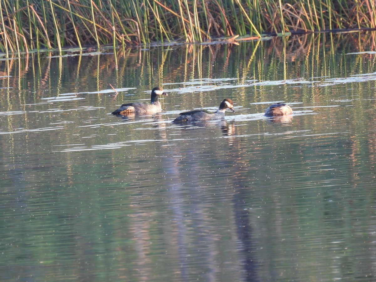 Green Pygmy-Goose - ML642006095