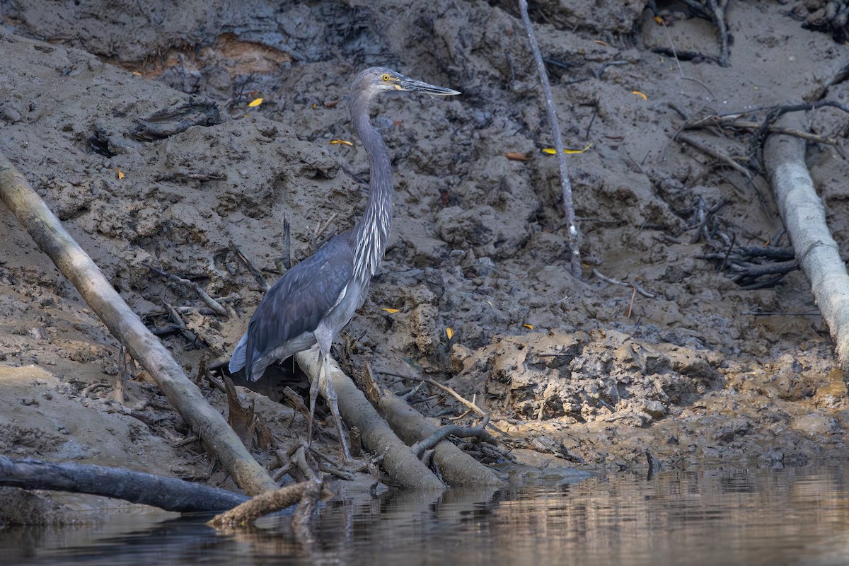Great-billed Heron - ML642006096