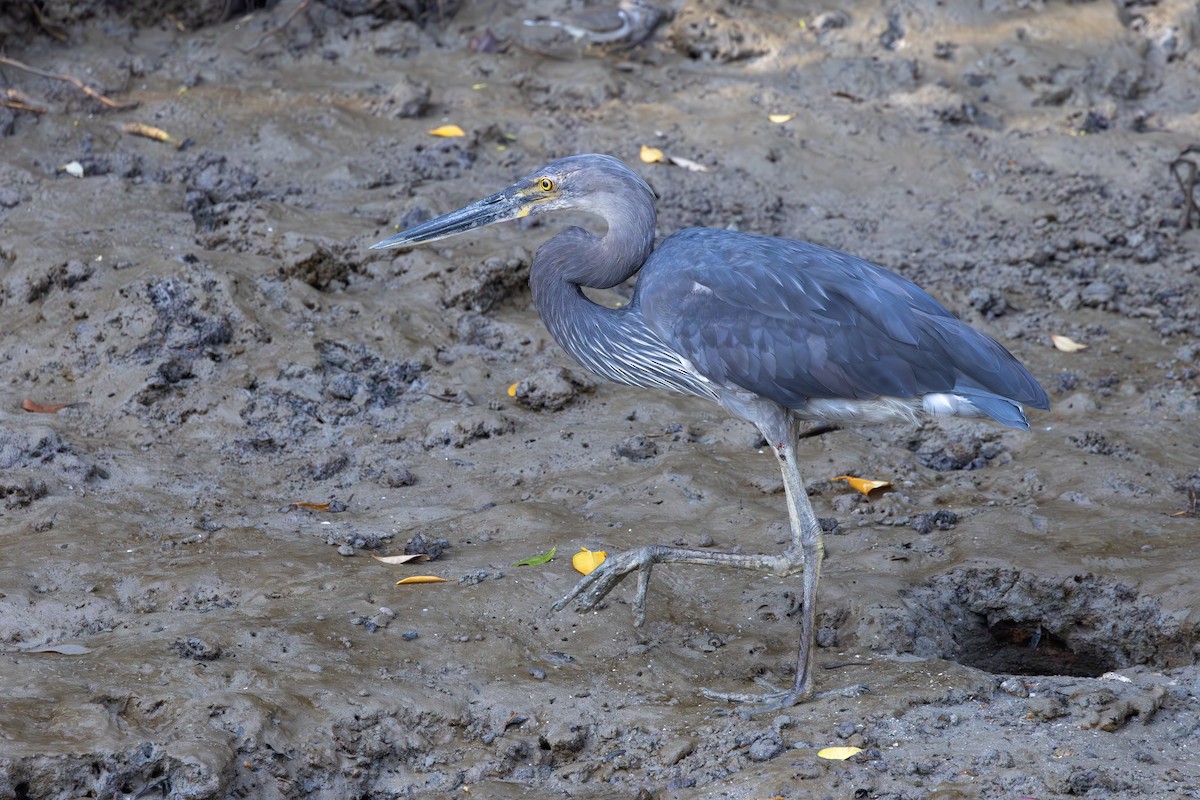 Great-billed Heron - ML642006100