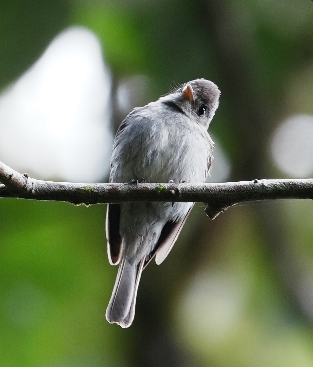 Southern Tropical Pewee - ML642006102