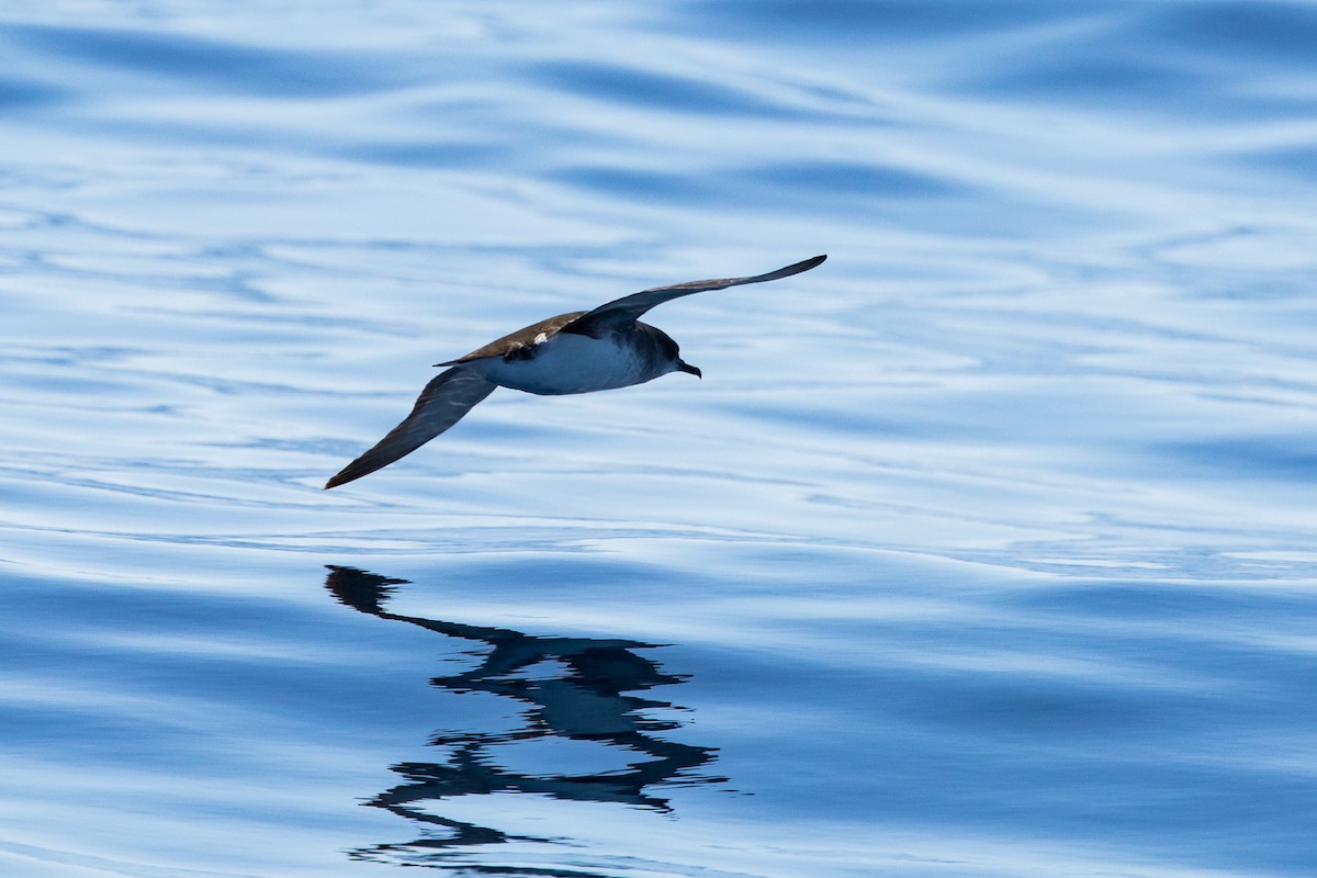 Hutton's Shearwater - ML642006103