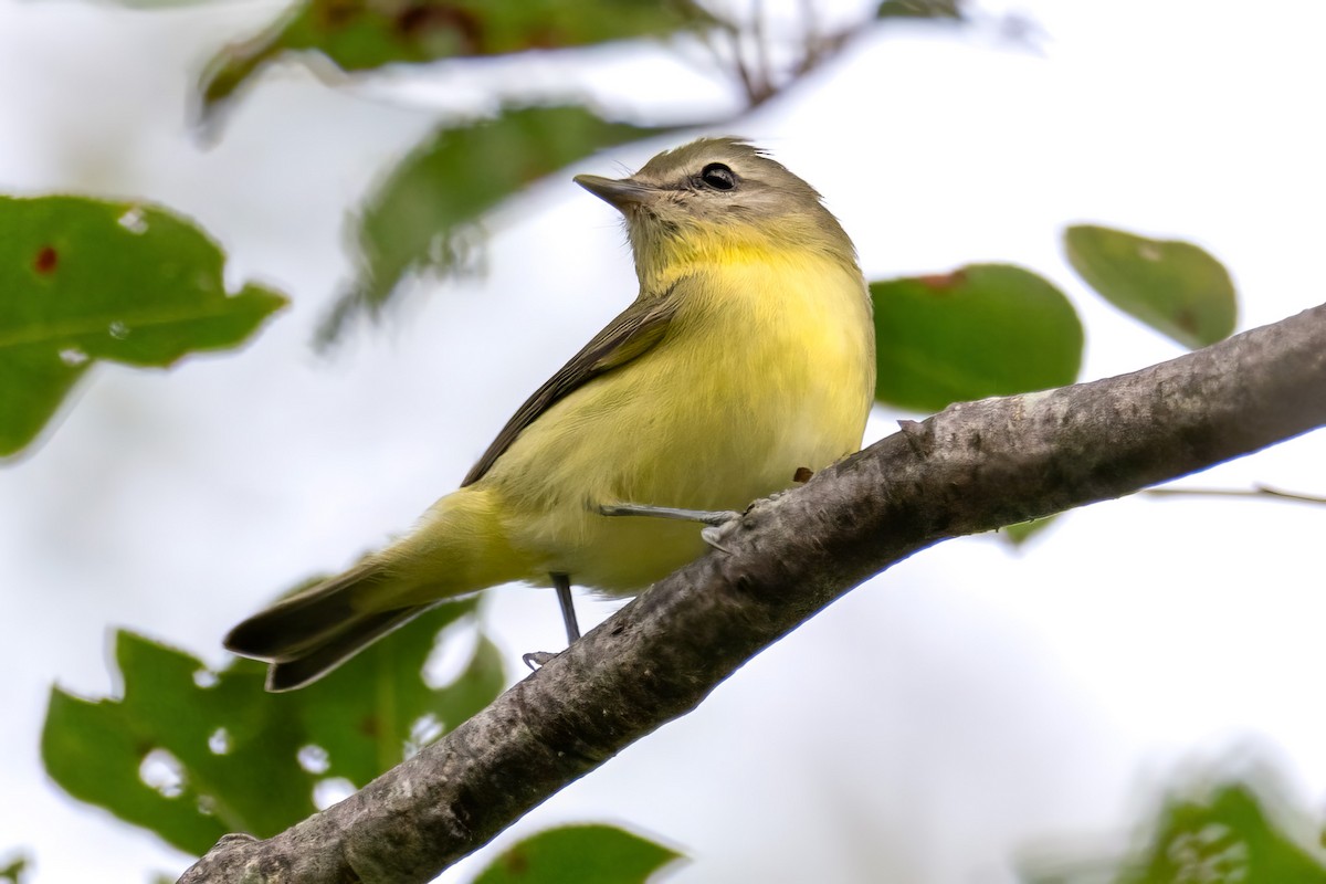 Philadelphia Vireo - ML642006123