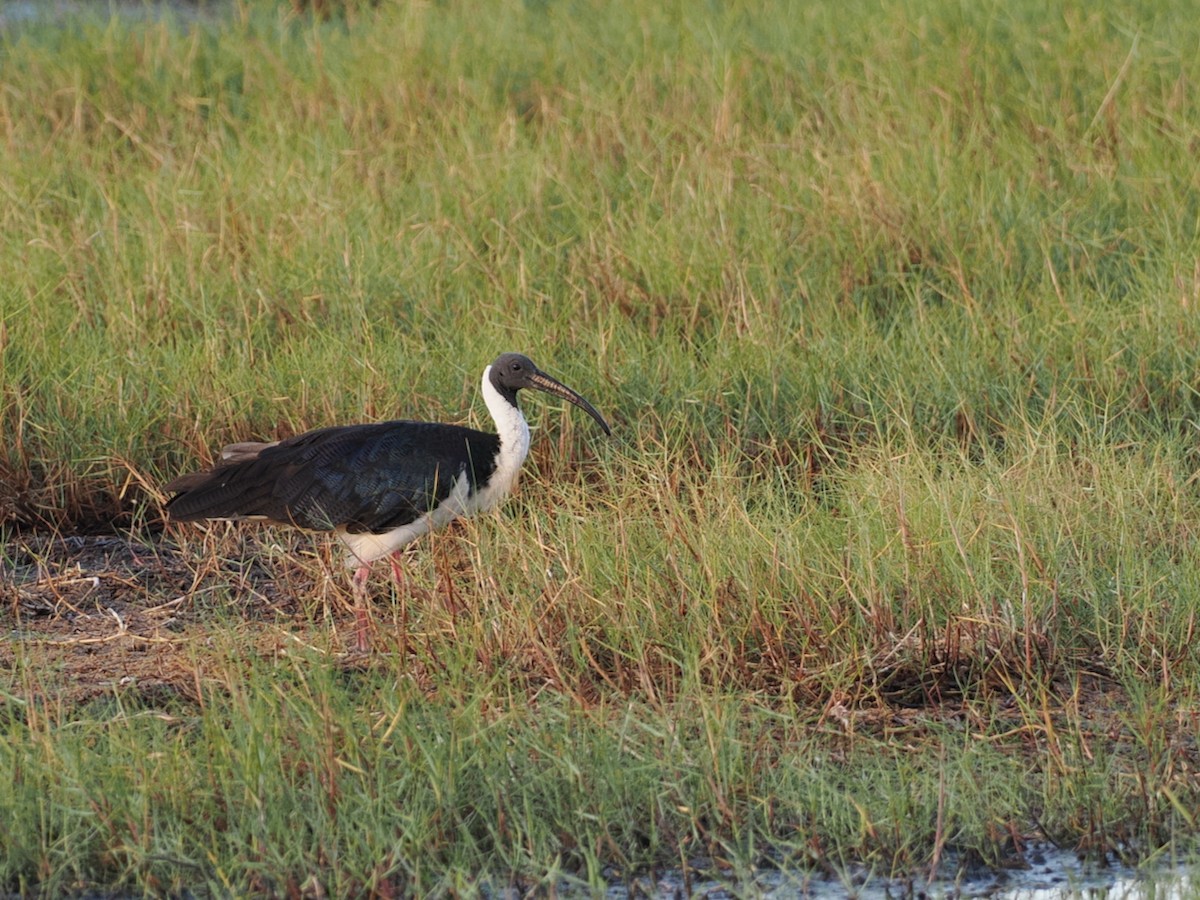 Straw-necked Ibis - ML642006132