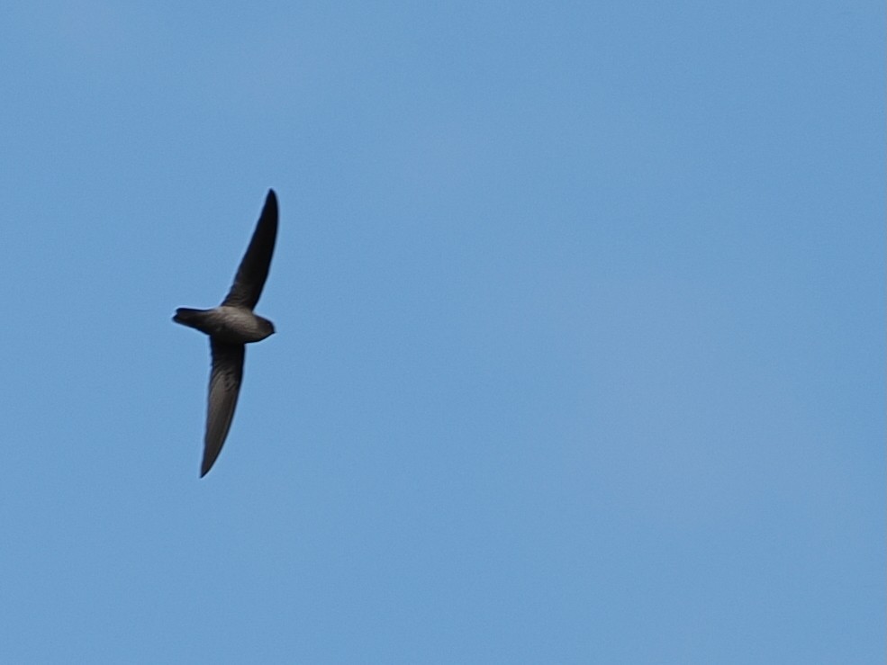 Australian Swiftlet - ML642006136