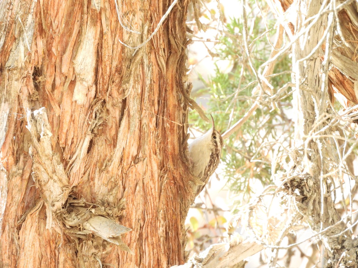 Bar-tailed Treecreeper - ML642006139