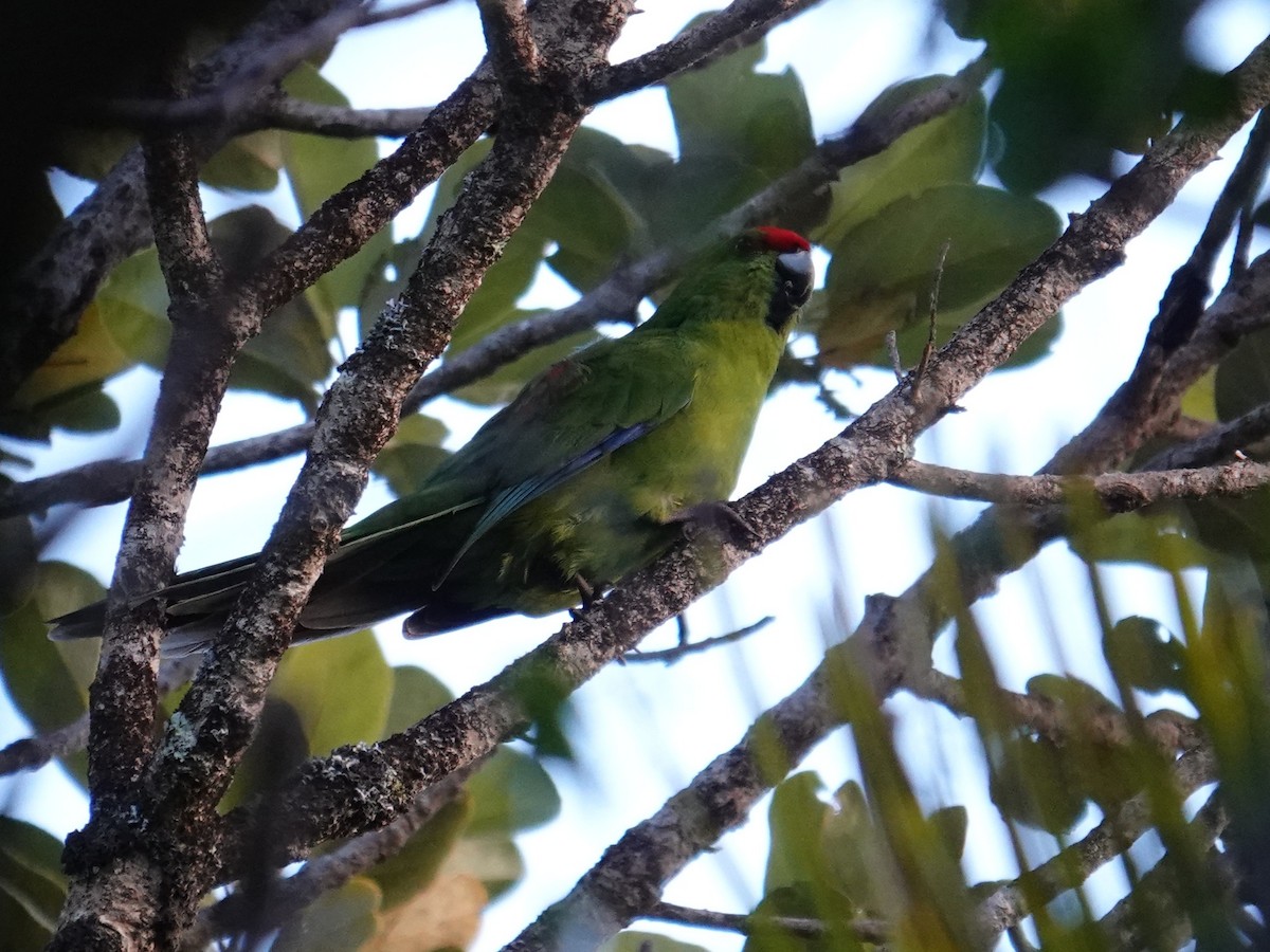 Norfolk Island Parakeet (Norfolk I.) - ML642006142