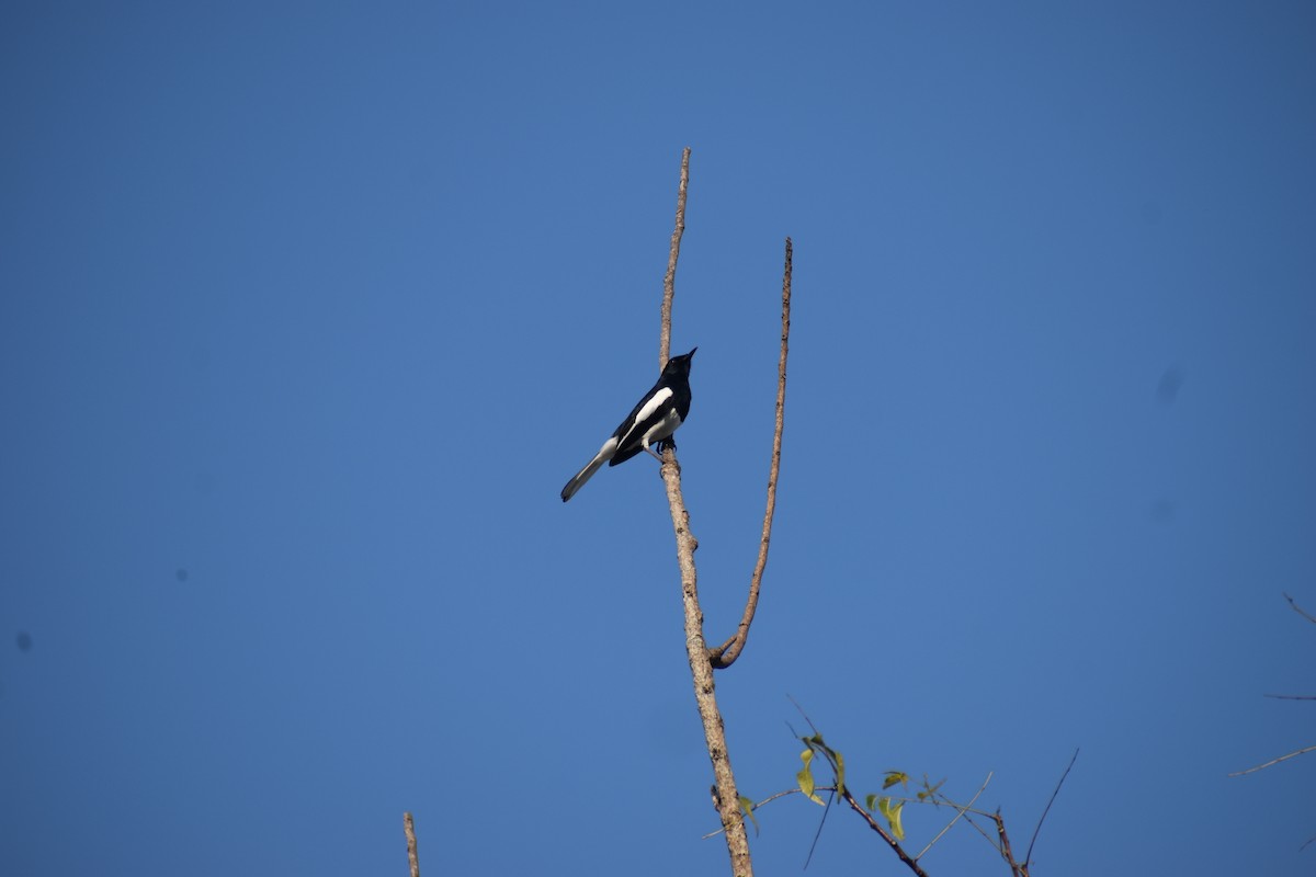 Oriental Magpie-Robin - ML642006143