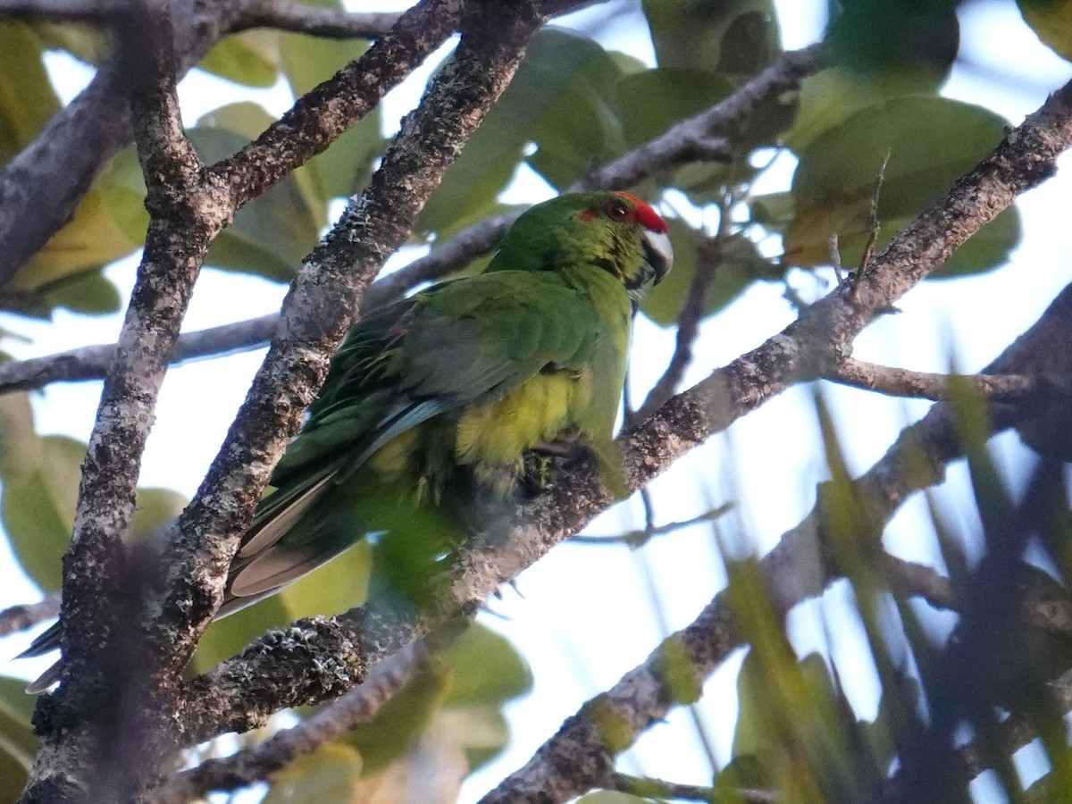 Norfolk Island Parakeet (Norfolk I.) - ML642006144