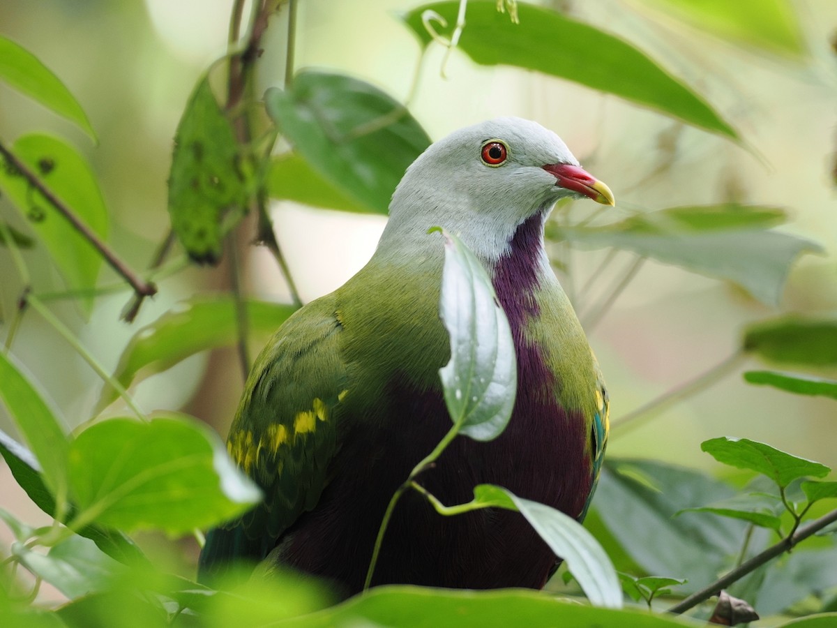 Wompoo Fruit-Dove - ML642006158