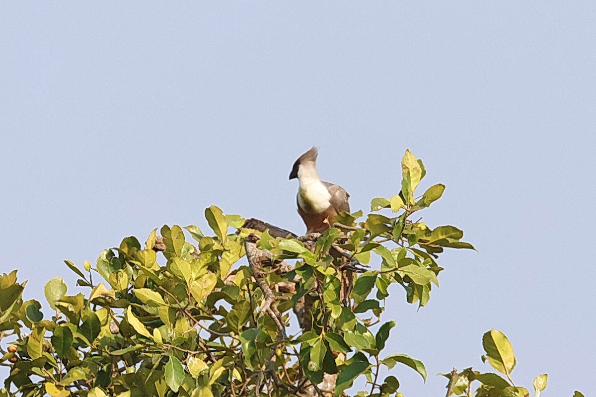 Bare-faced Go-away-bird - ML642006167