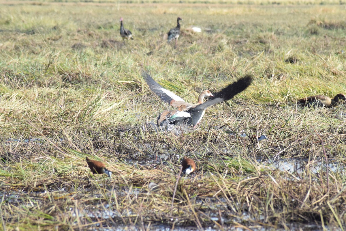 Jacana Africana - ML642006169