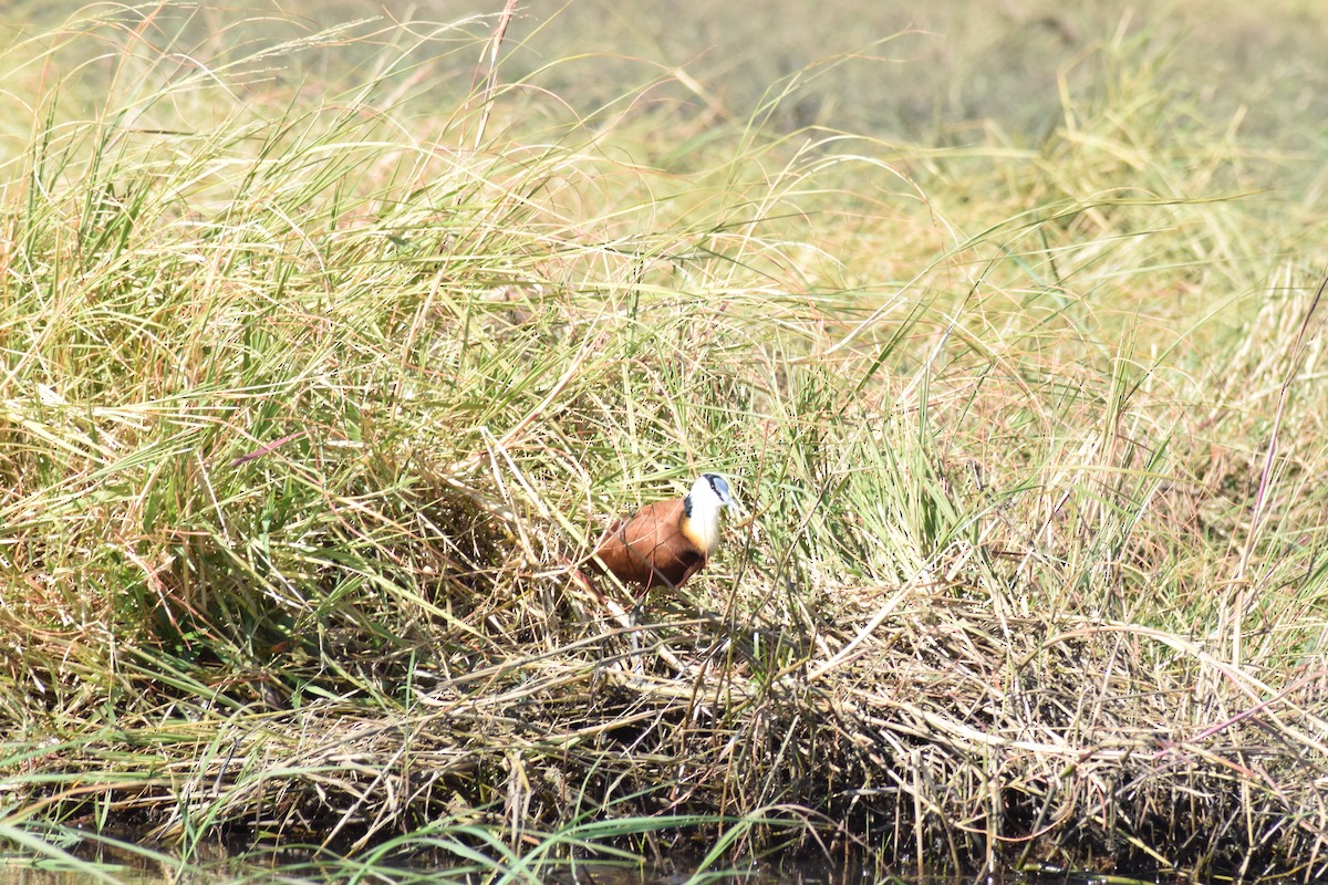 Jacana Africana - ML642006171