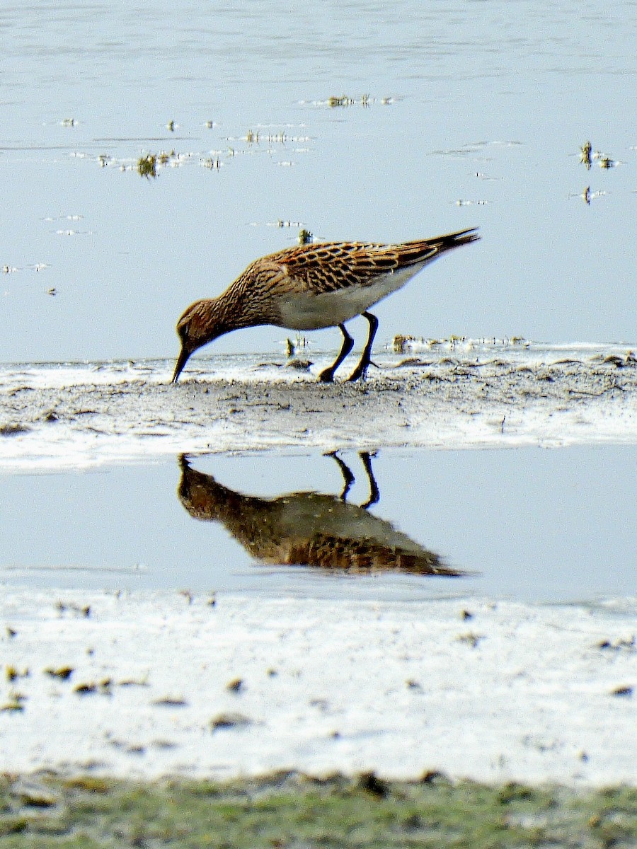 Pectoral Sandpiper - ML642006203