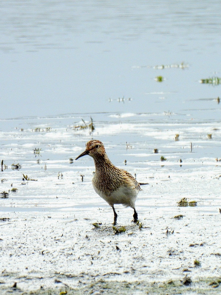 Pectoral Sandpiper - ML642006204