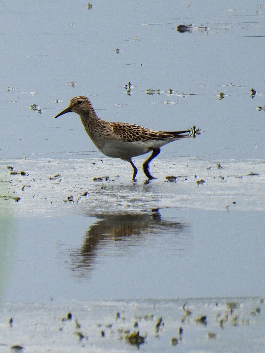 Pectoral Sandpiper - ML642006205