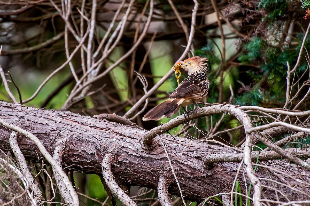 Guira Cuckoo - Leonardo Merçon / Instituto Últimos Refúgios