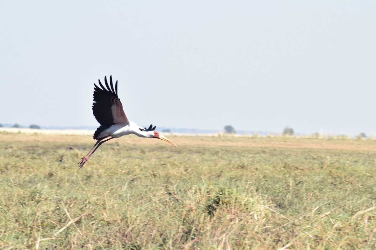 Yellow-billed Stork - ML642006225