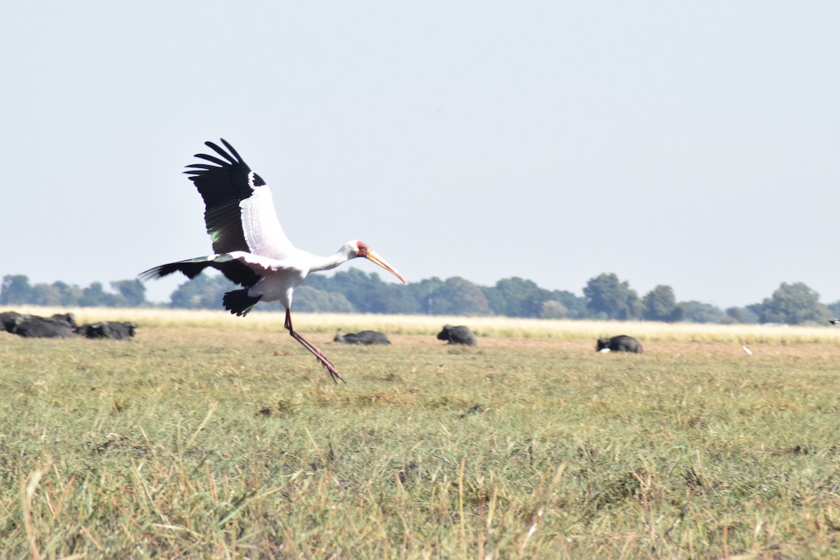 Yellow-billed Stork - ML642006226
