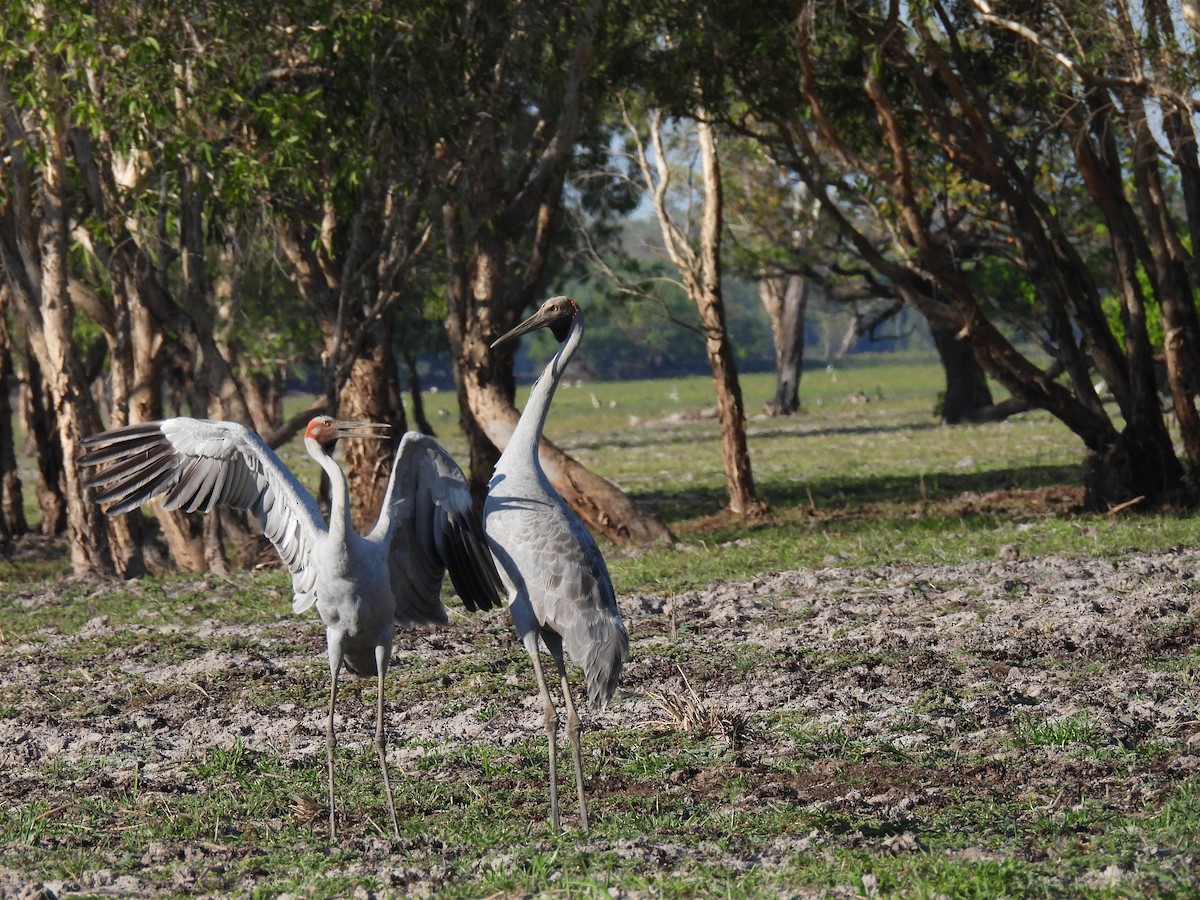 Brolga Turnası - ML642006227