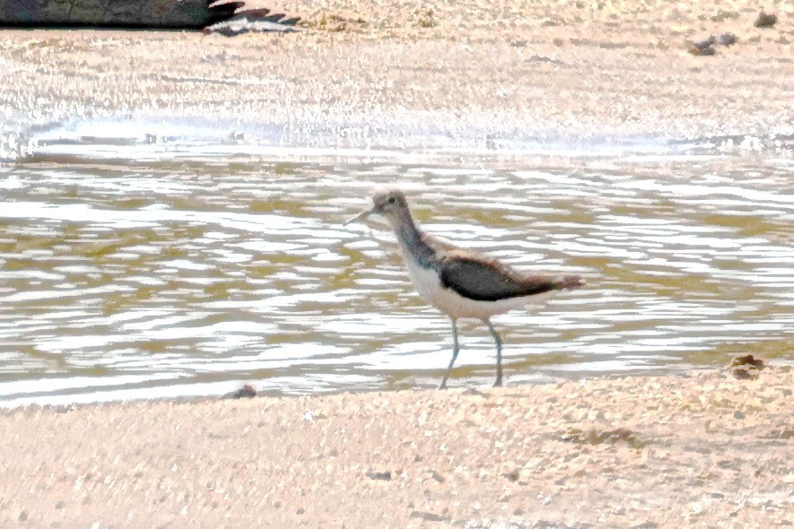 Yeşilbacak - ML642006231