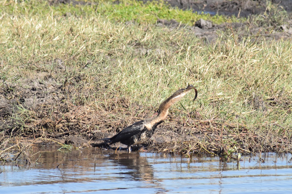 African Darter - ML642006236