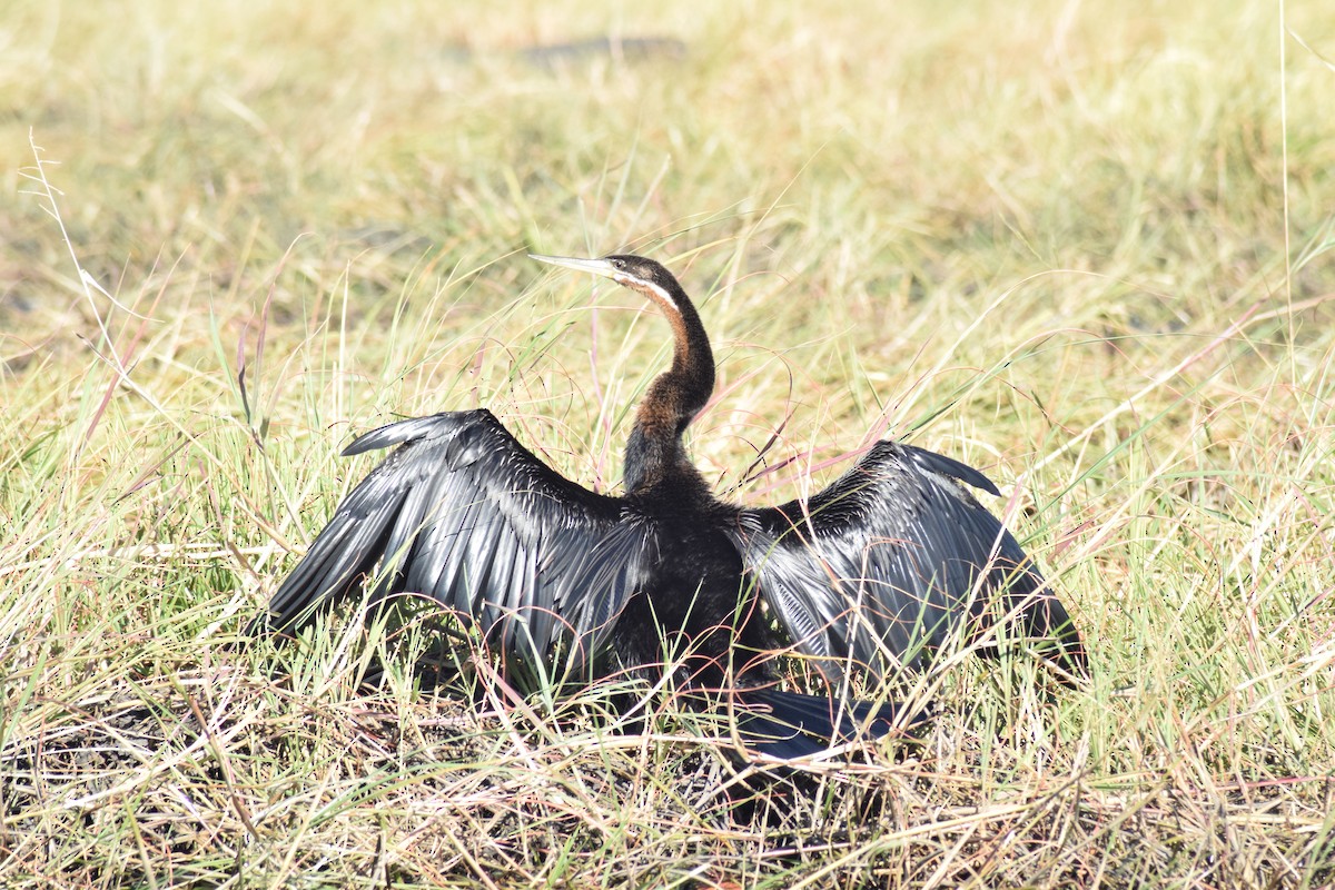 African Darter - ML642006238