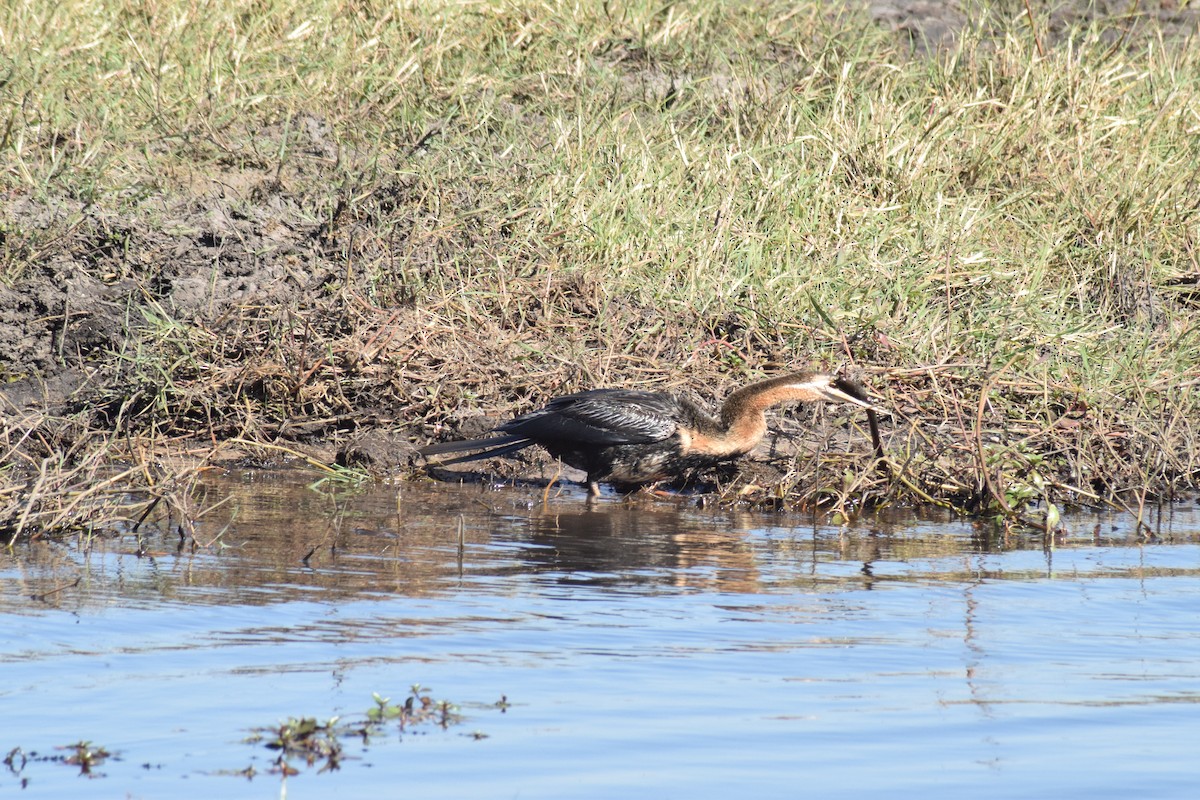 African Darter - ML642006239