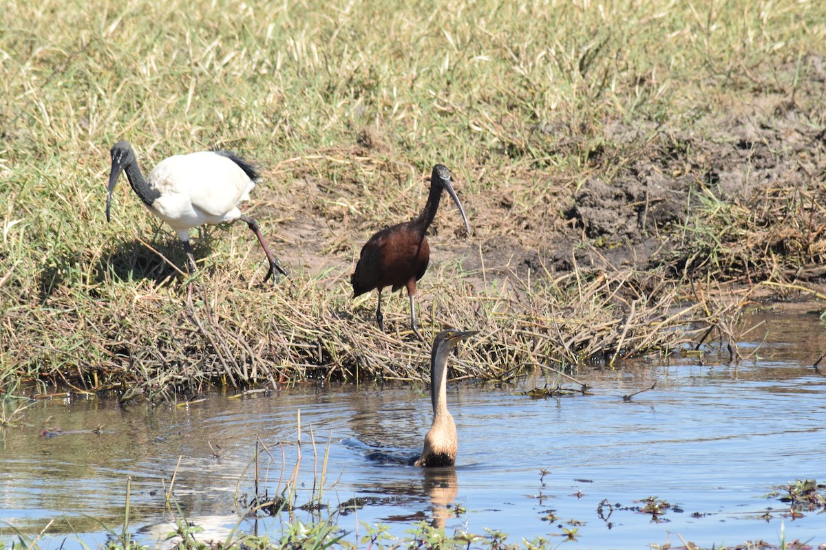 African Sacred Ibis - ML642006258