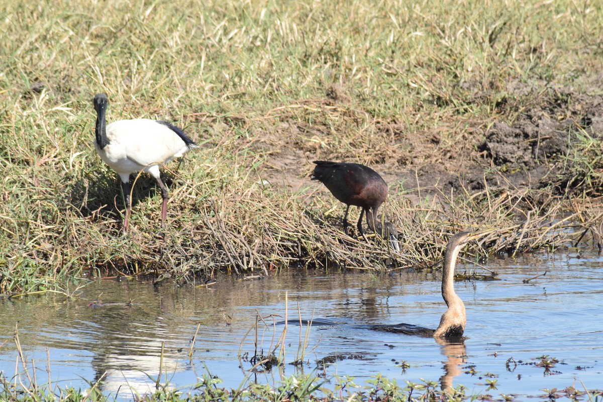 African Sacred Ibis - ML642006259