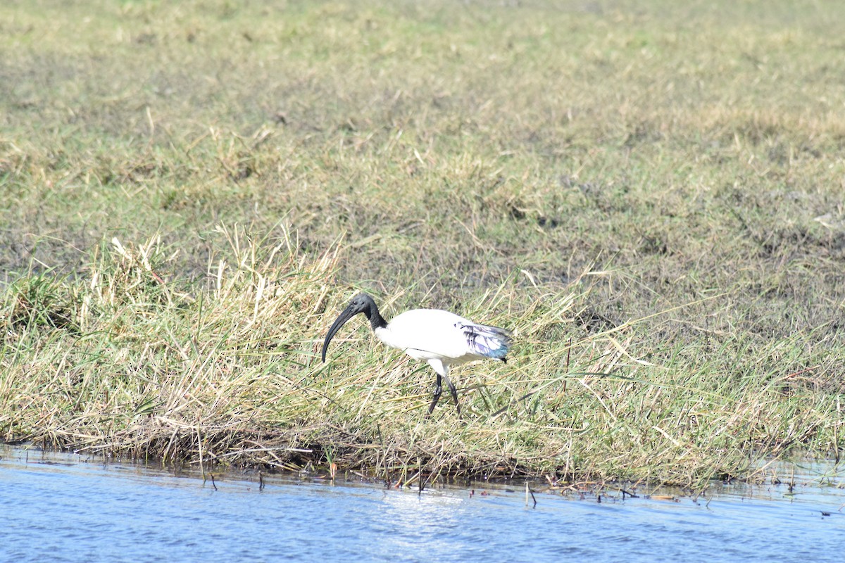 African Sacred Ibis - ML642006260