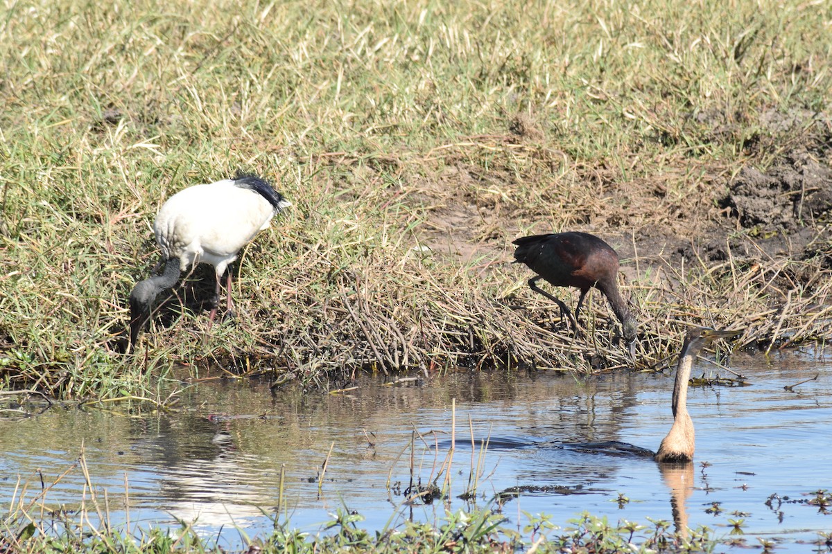 African Sacred Ibis - ML642006261