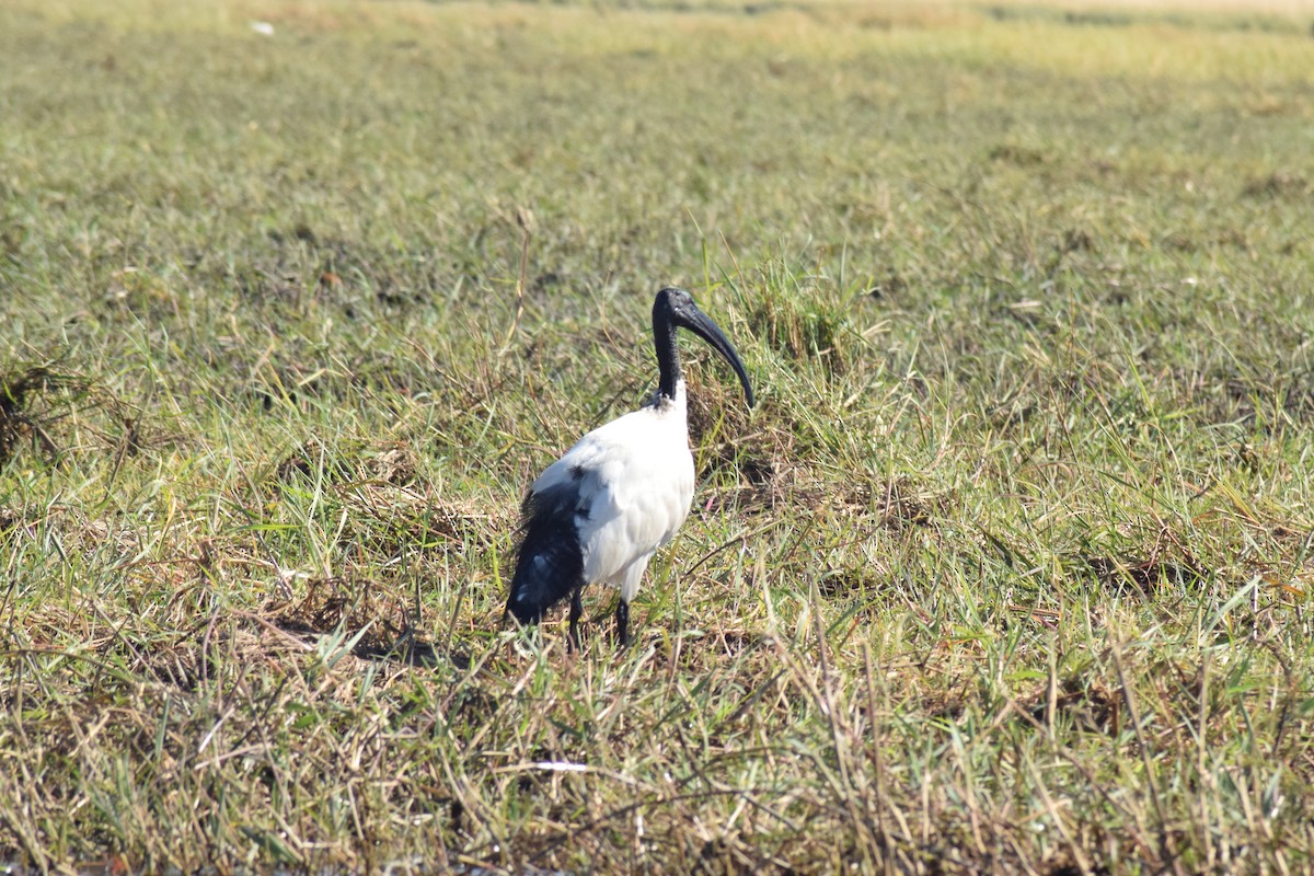 African Sacred Ibis - ML642006262