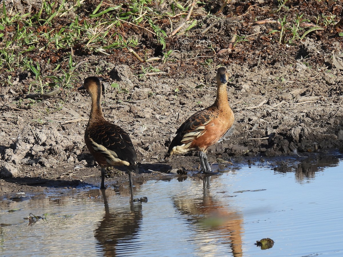 Wandering Whistling-Duck - ML642006266