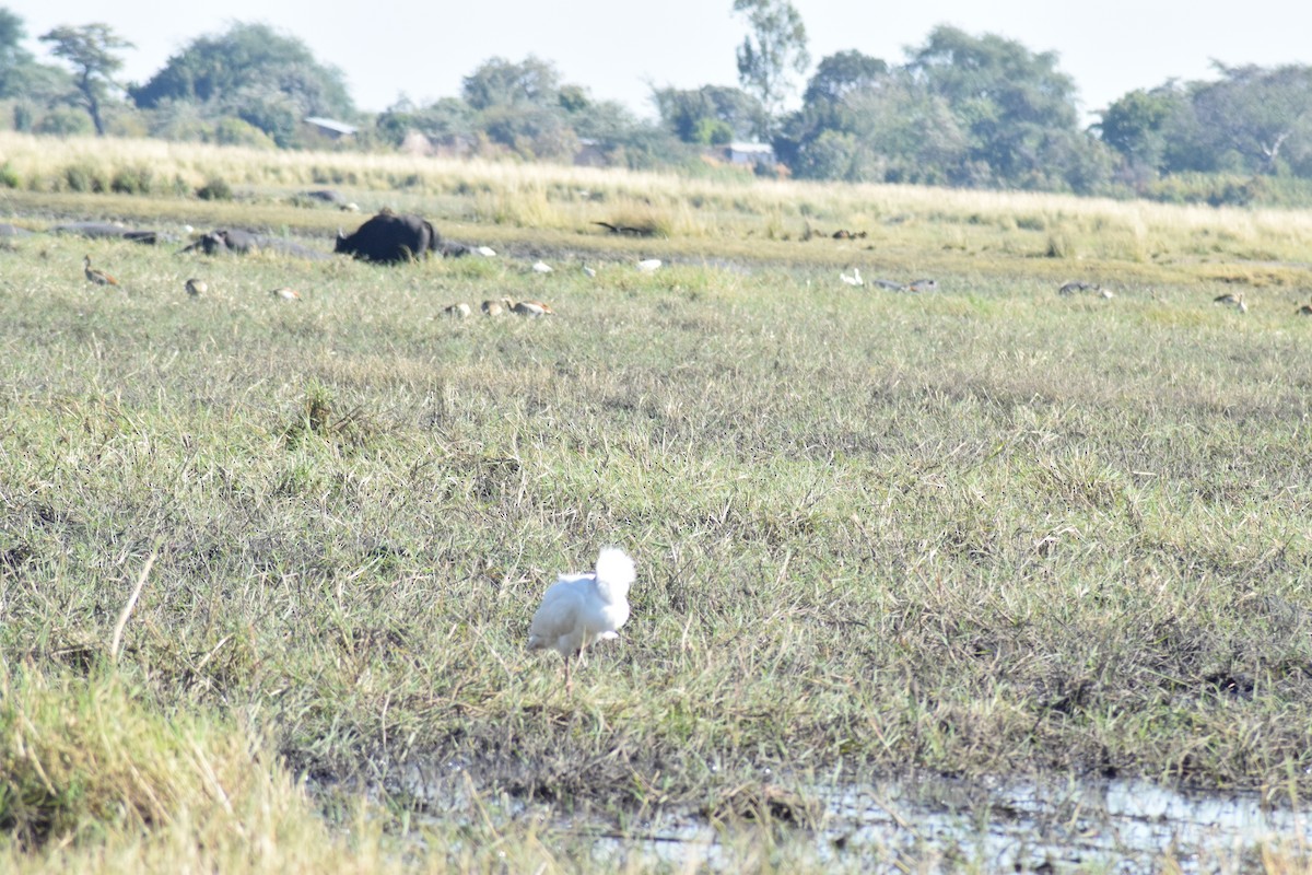 African Spoonbill - ML642006269