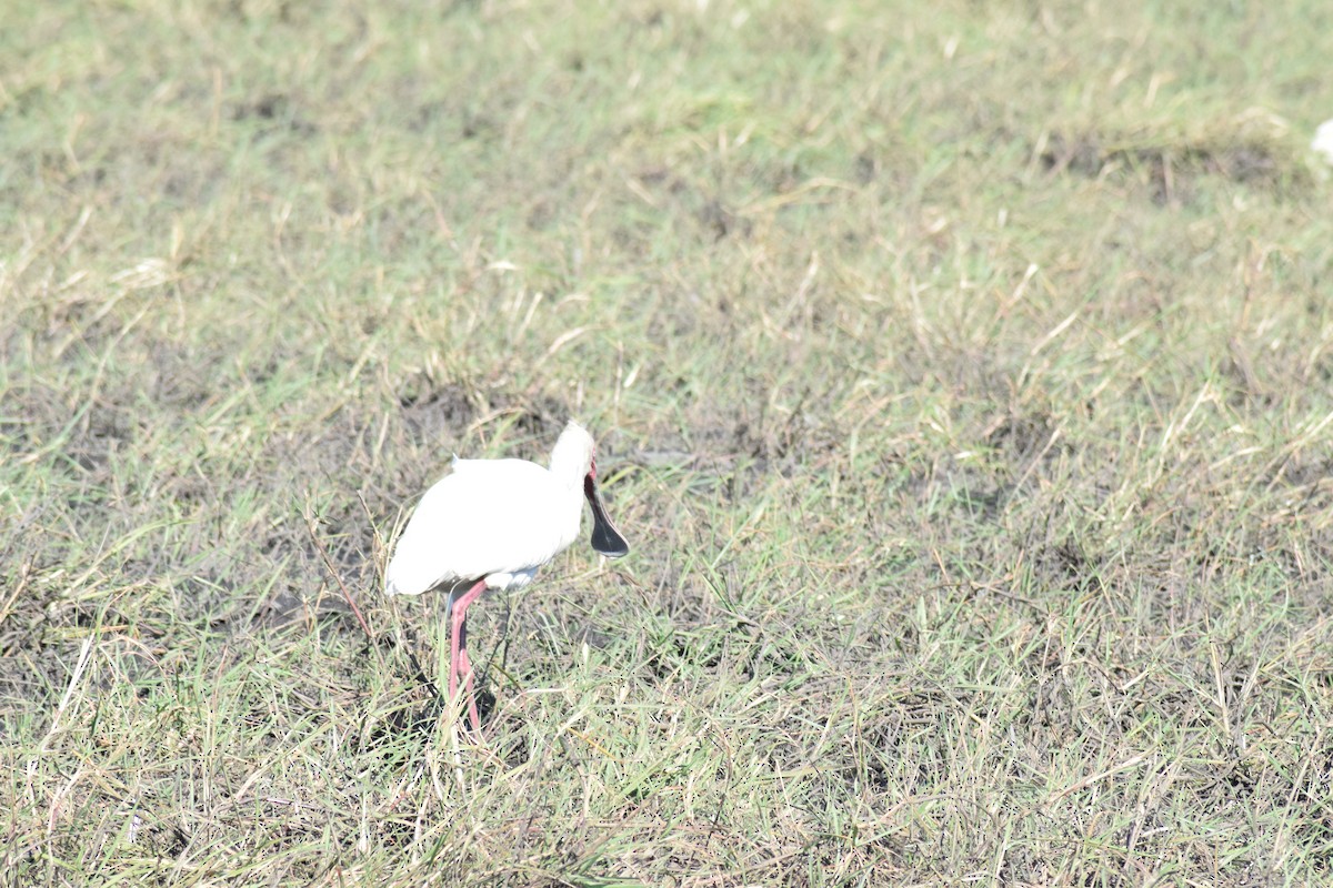 African Spoonbill - ML642006270