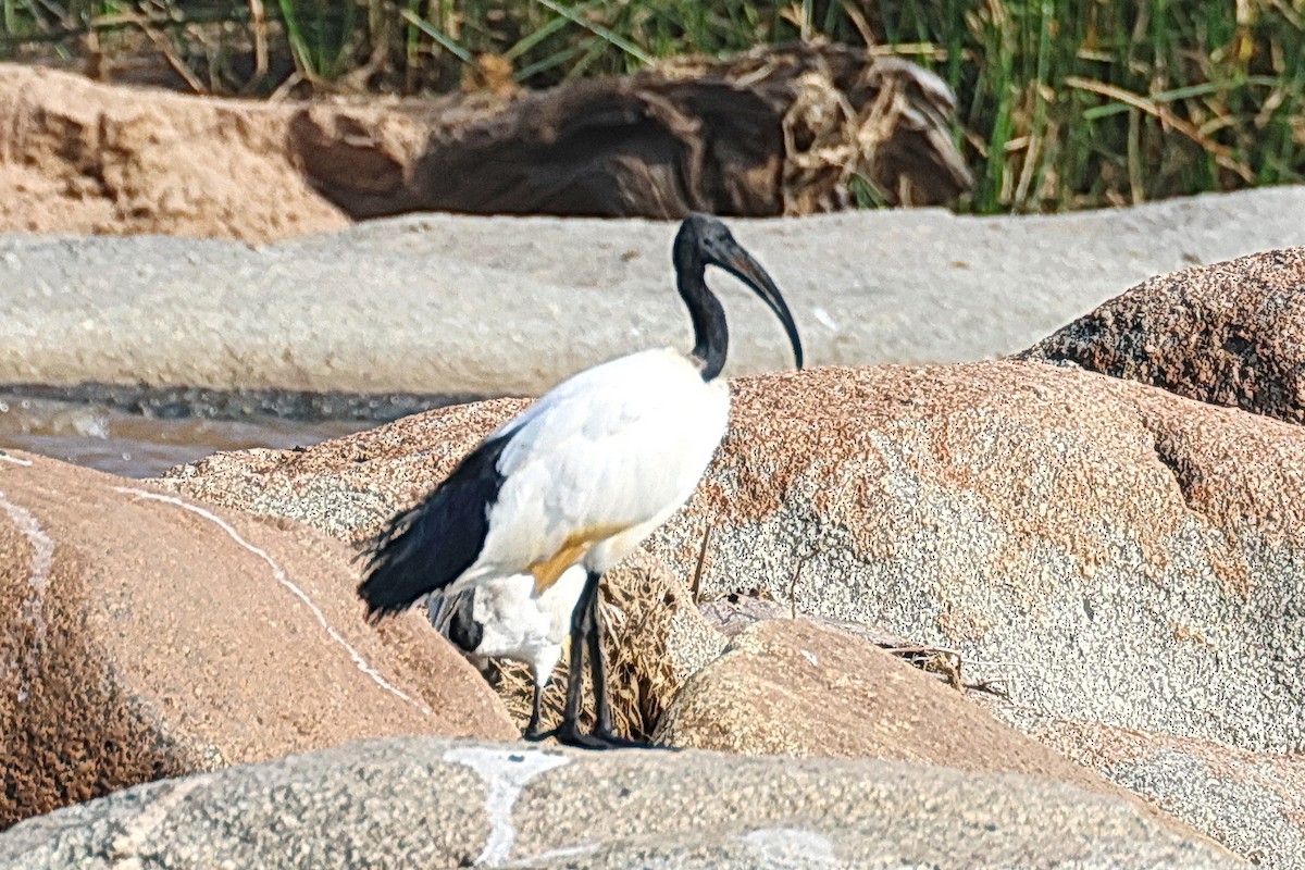 Ibis Sagrado - ML642006278