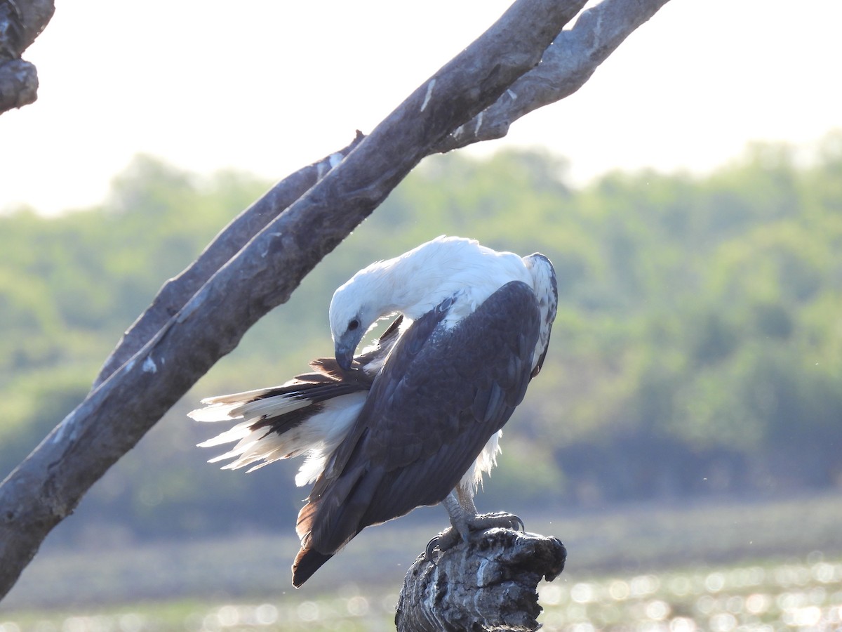 White-bellied Sea-Eagle - ML642006284