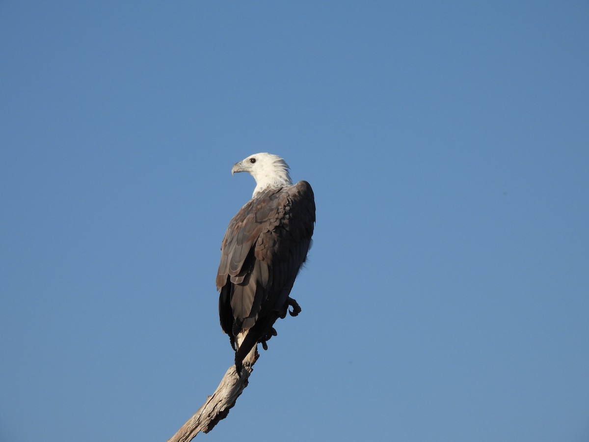 White-bellied Sea-Eagle - ML642006285