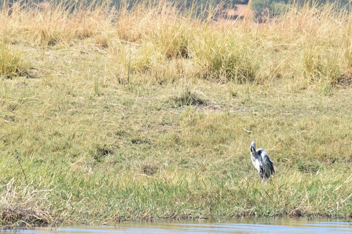 Garza Real - ML642006286