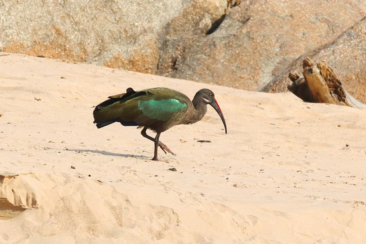 Ibis Hadada - ML642006292
