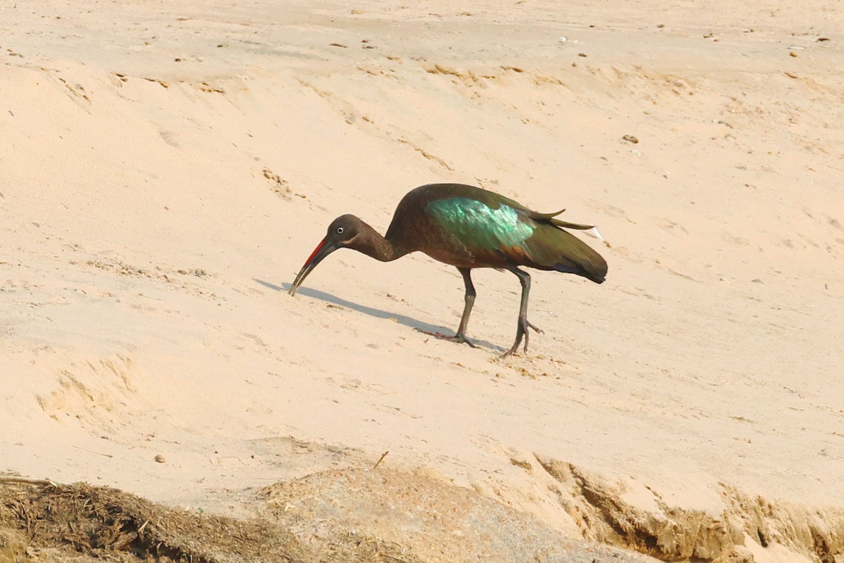 Ibis Hadada - ML642006293