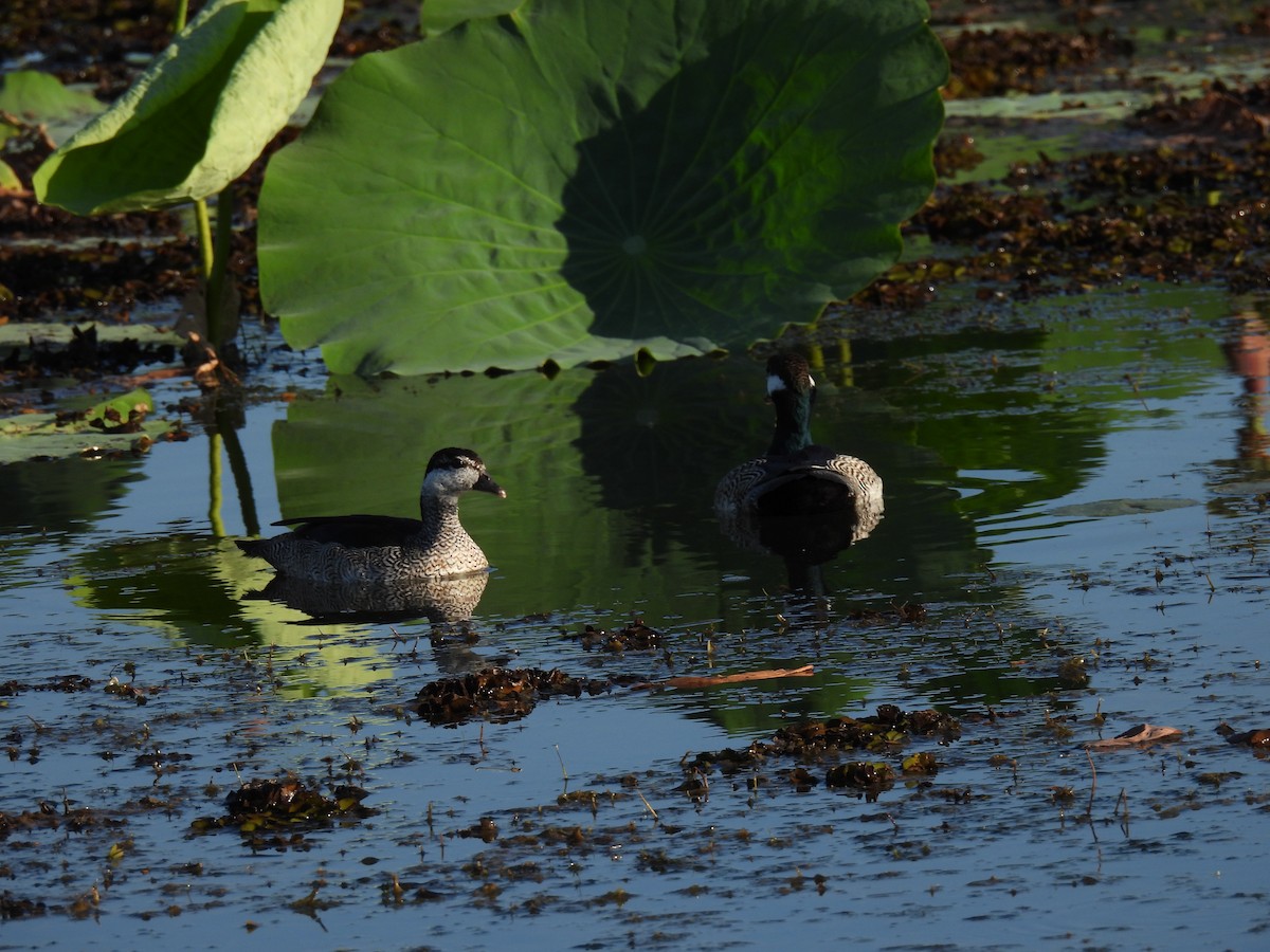 Green Pygmy-Goose - ML642006295