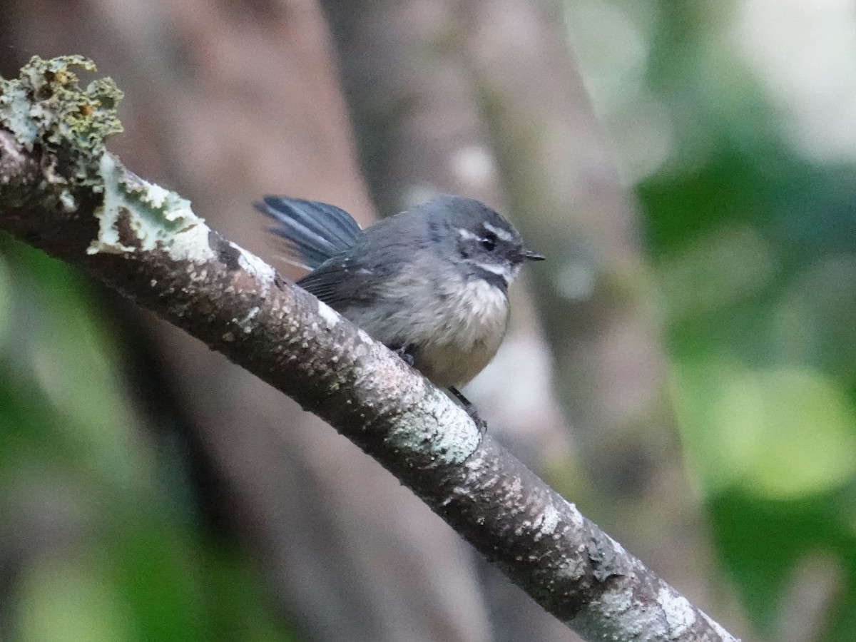 Gray Fantail (Melanesian) - ML642006303