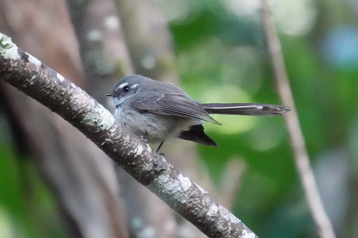 Gray Fantail (Melanesian) - ML642006305