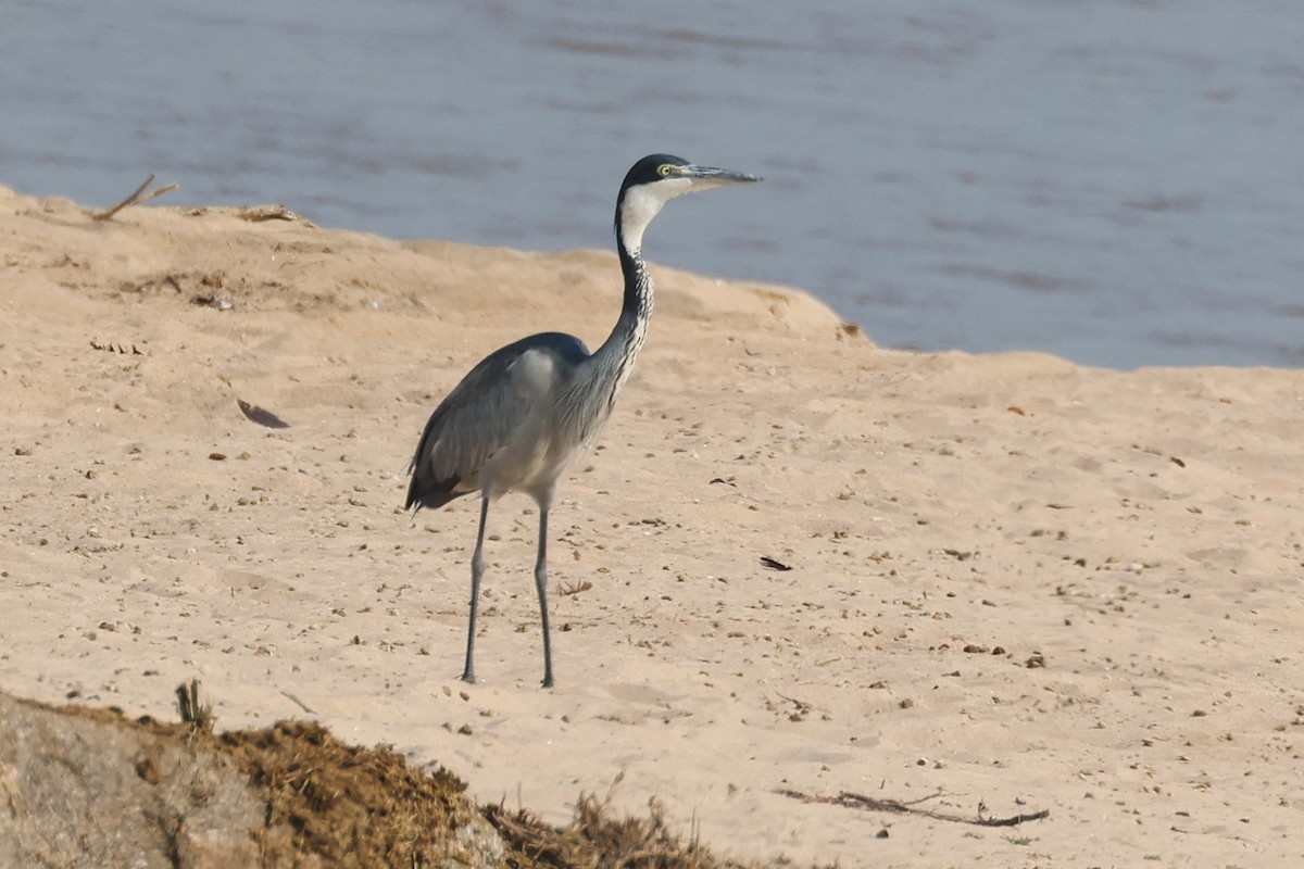 Garza Cabecinegra - ML642006307