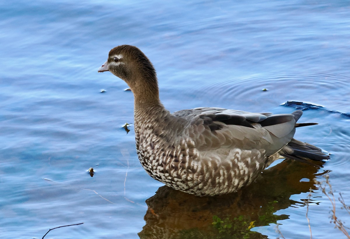 Pato de Crin - ML642006322
