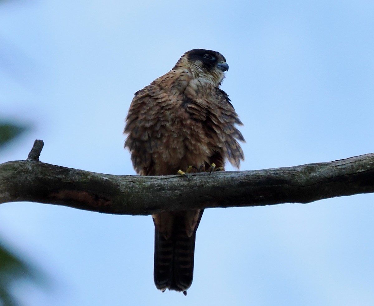 Alcotán Australiano - ML642006328
