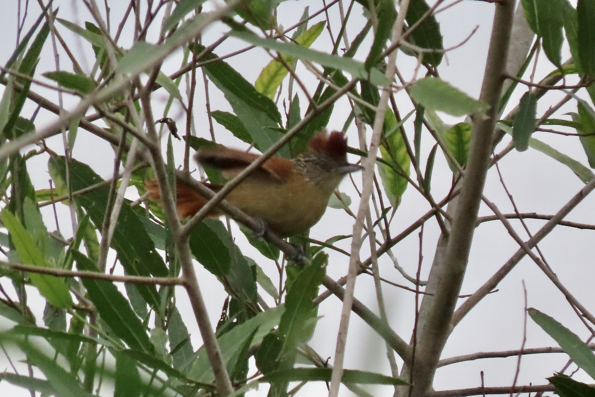 Barred Antshrike - ML642006341